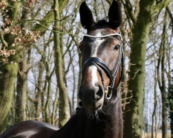 Zuchtstute Happy's Diamond in the Rough (Westfale, 2020, von Dancier Gold FRH)