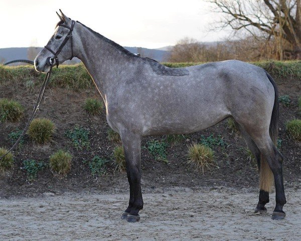 jumper Chacca Luna (Holsteiner, 2020, from Clarimo Ask)