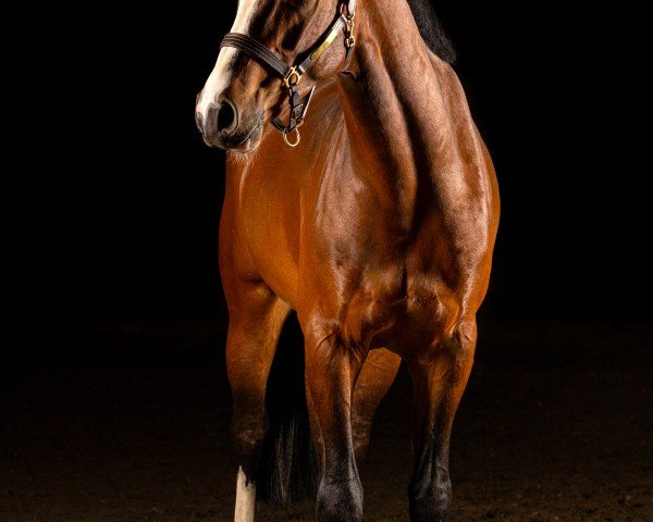 horse High Hope AK (Rhinelander, 2021, from Hardrock Z)