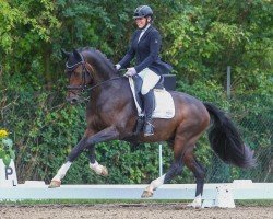 horse Vomanizer 2 (Hanoverian, 2020, from Valdiviani)