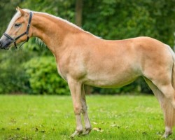 horse Ellenborns Sahneschnittchen (Haflinger, 2022, from liz. 506/T Seewind)