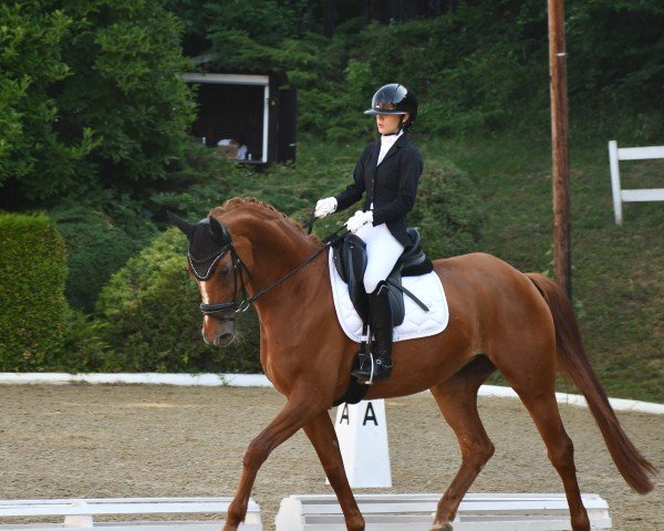 Dressurpferd Daisy 111 (Hannoveraner, 2012, von Danone II)