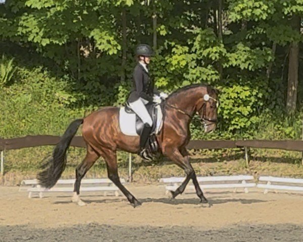 horse Grane YET (Pura Raza Espanola (PRE), 2021, from Timbal Yet)