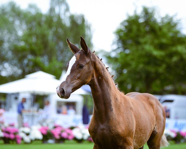 foal by Trocathilde G (Hanoverian, 2025, from Trocadéro)