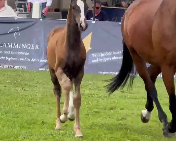 Video of Trocathilde G