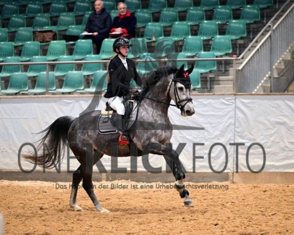 jumper Raya 90 (Oldenburg show jumper, 2017, from HICKSTEAD WHITE)