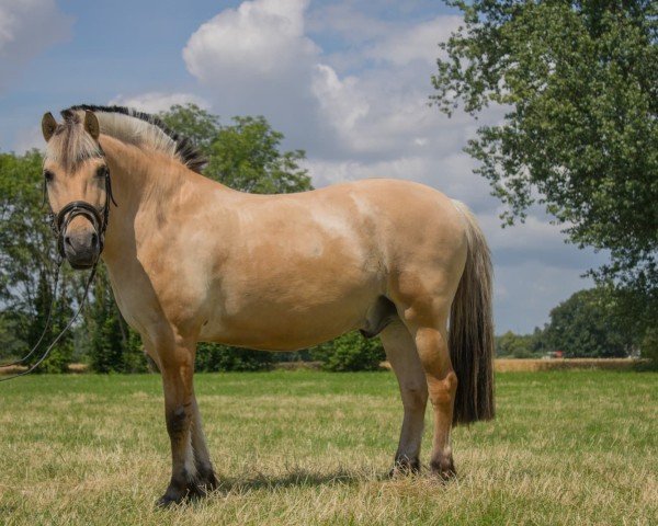 Dressurpferd Wuschel (unbekannt, 2009)