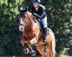 dressage horse Felicitas 240 (Oldenburg, 2011, from Florenciano 6)