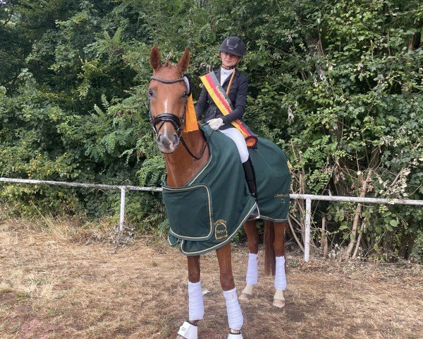 Dressurpferd Antonio (Westfale, 2020, von Arcachon)