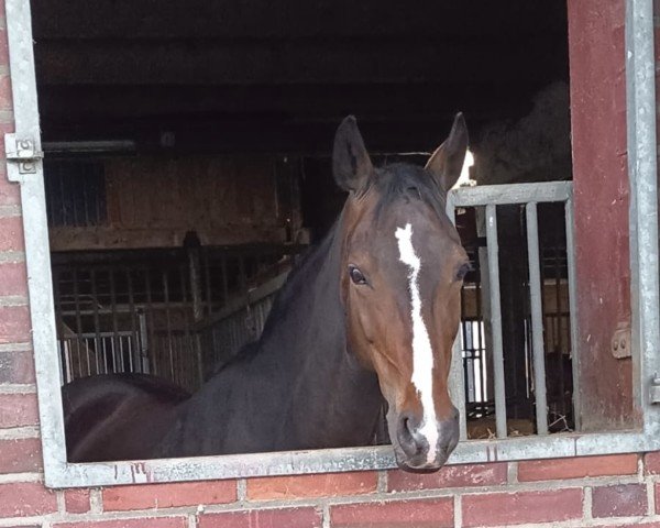 dressage horse Dark Dornik's Doxi (German Riding Pony, 2016, from Dark Dornik)