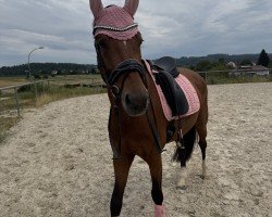 jumper Van Gina (German Sport Horse, 2019, from van Gogh)