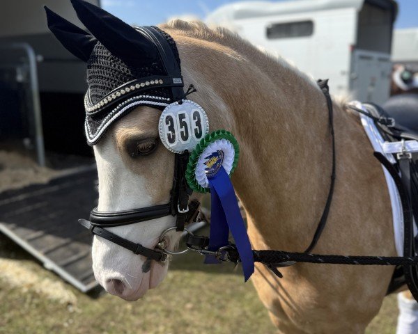 dressage horse Feingold 78 (Welsh-Pony (Section B), 2020) dressage horse Feingold 78 (Welsh-Pony (Section B), 2020)