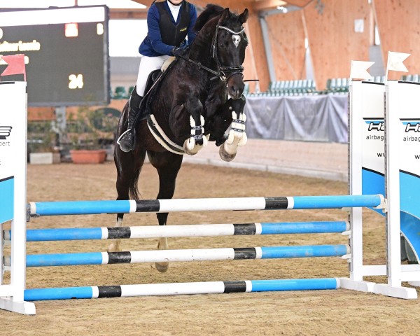 Pferd Costa Rica LL (Österreichisches Warmblut, 2015, von Christ)