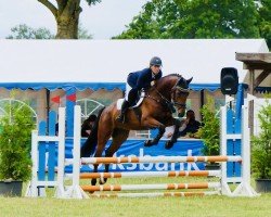 jumper Alpago (Zangersheide riding horse, 2020)