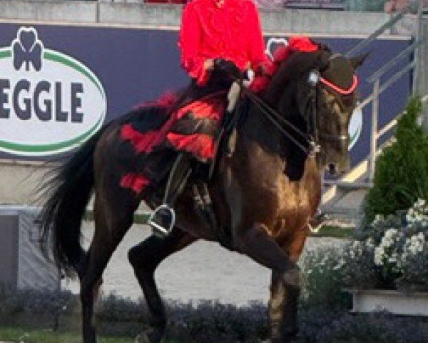 Dressurpferd Don Fredo 17 (Westfale, 2012, von Don Frederico)