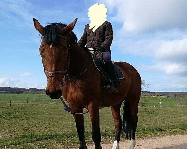 broodmare Caitma R (Oldenburg show jumper, 2008, from Contendro I)