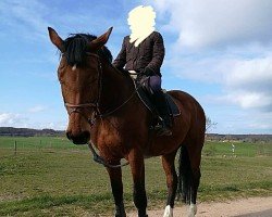 broodmare Caitma R (Oldenburg show jumper, 2008, from Contendro I)