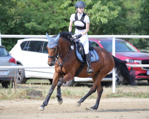 Springpferd Jilly Bean (Österreichisches Warmblut, 2020, von Cullinan du Borget B)