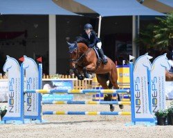 jumper Bally Blue R (anglo european sporthorse, 2015, from Andiamo)
