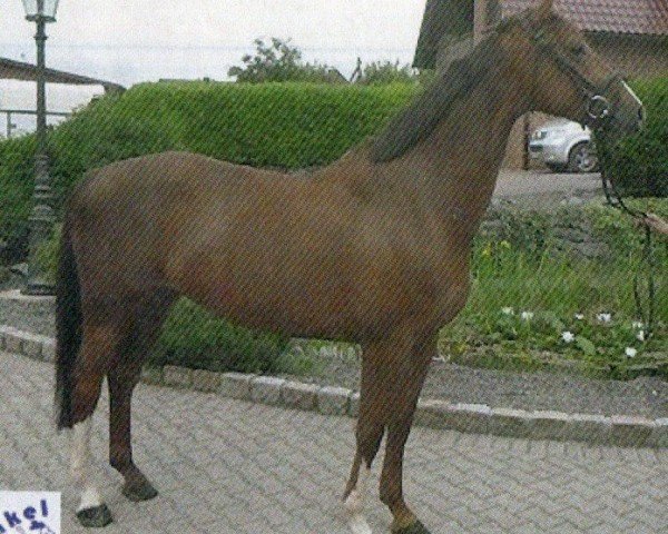 horse Vero (KWPN (Royal Dutch Sporthorse), 2008, from Zodiak)