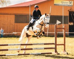 jumper Sir Henry (sonstiges Warmblut, 2017)