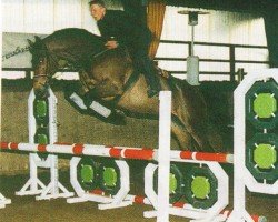 Springpferd Kolando B (Brandenburger, 2000, von Kulmann)