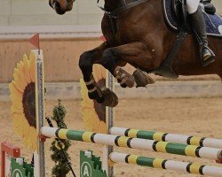 jumper Jack Sparrow 6 (KWPN (Royal Dutch Sporthorse), 2014, from Kannan)