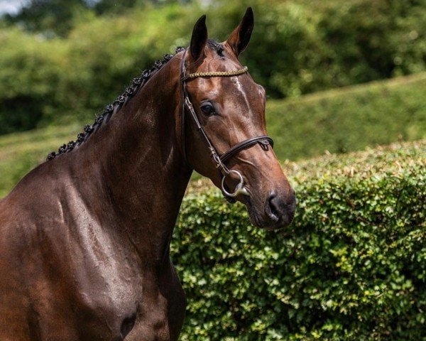 horse Roza Lady (KWPN (Royal Dutch Sporthorse), 2021, from Liamant W)
