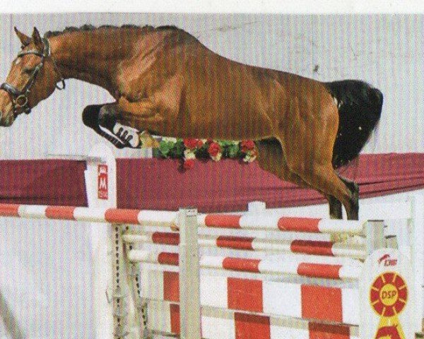 horse Champ (German Sport Horse, 2021, from Canoso)