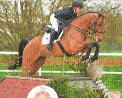 jumper Conde 38 (Oldenburg show jumper, 2019, from Casino Berlin OLD)