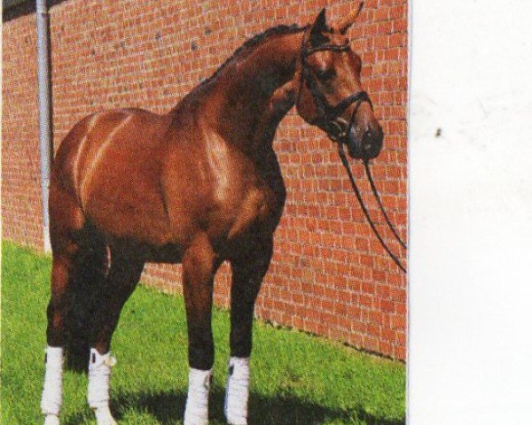 dressage horse Sambalino's Boy (German Sport Horse, 2007, from Sambalino)