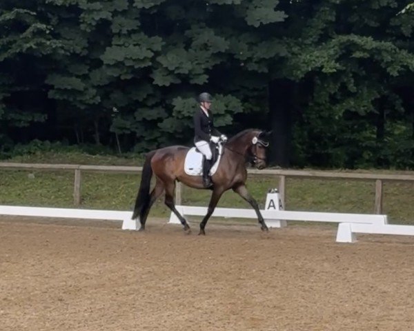 horse Perechlest (Trakehner, 2018, from Rhenium)