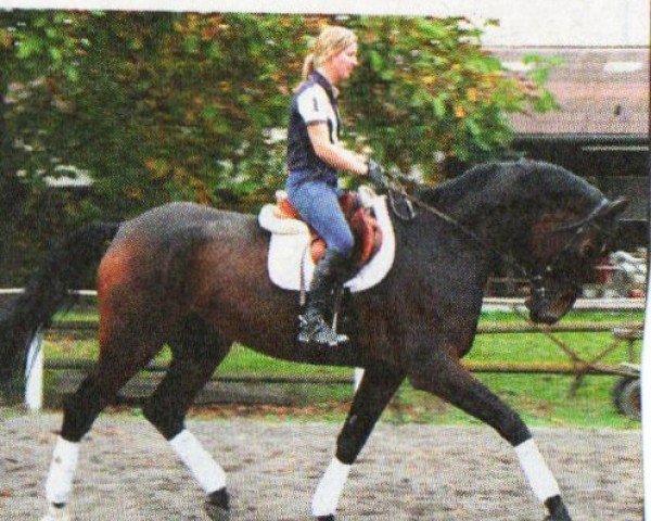 horse Expert (German Warmblood, 2004, from Exodus)