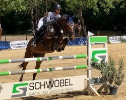 Springpferd Million´s Girl (Holsteiner, 2018, von Million Dollar)