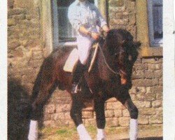 stallion FST Effekt (Sachs-door. Heavy Warmbl., 2008, from Enzio)