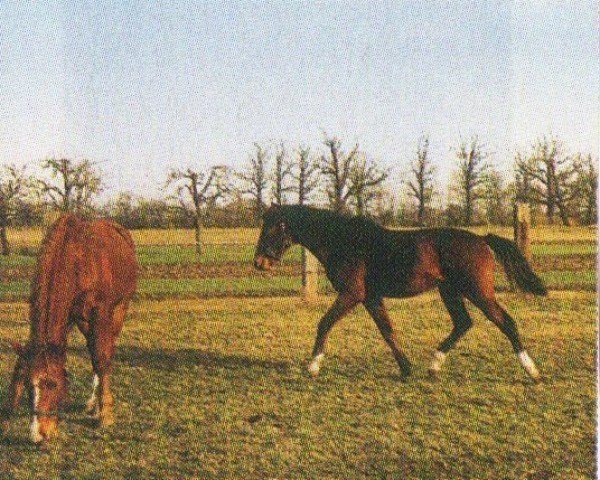 jumper Lupo 101 (Brandenburg, 2002, from Lafitte)
