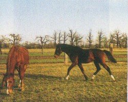 Springpferd Lupo 101 (Brandenburger, 2002, von Lafitte)