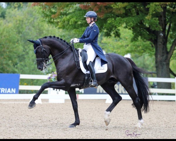 dressage horse Sonnenberg's Jersey (KWPN (Royal Dutch Sporthorse), 2014, from Vivaldi)