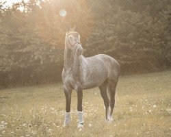 jumper Caron (Hanoverian, 2017, from Cornet Obolensky)