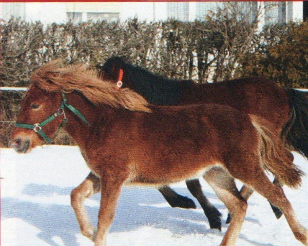 horse Yanzaga (mongolian horse, 2004, from Narangerel)