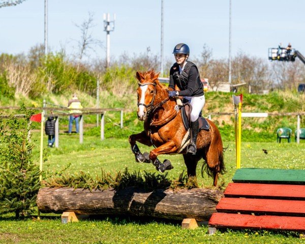 horse Miss Tick xx (Thoroughbred, 2016)