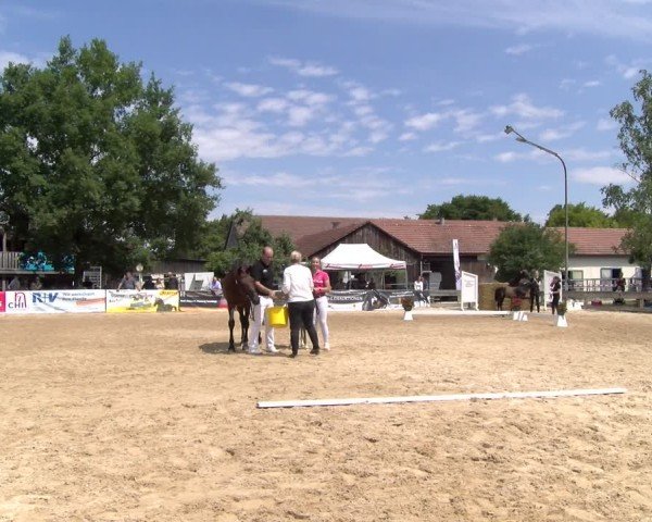 Fohlenschau Schwäbisch Hall 2025