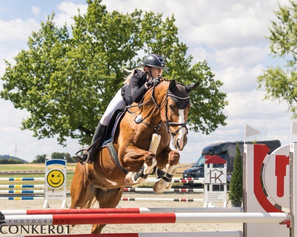 jumper Quasi Unser (Hanoverian, 2016, from Quasimodo vd Molendreef)