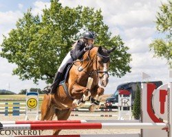 jumper Quasi Unser (Hanoverian, 2016, from Quasimodo vd Molendreef)
