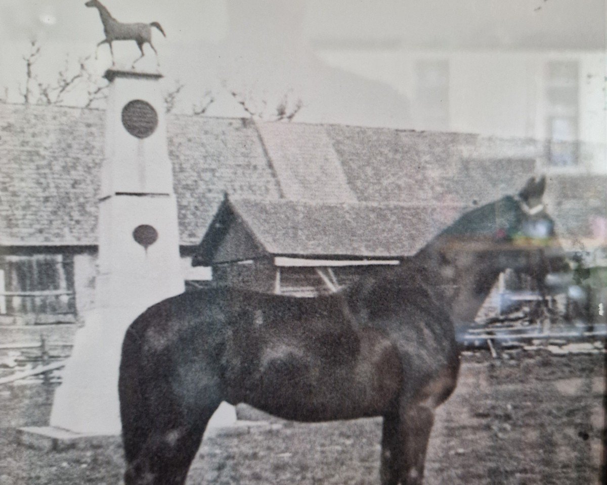 Deckhengst Illing (Trakehner, 1941, von Ilion)