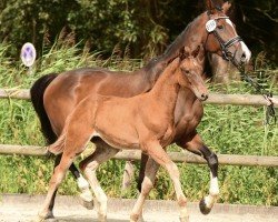 horse Stute von Daikon / Dinken (Holsteiner, 2024, from Daikon)