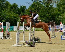 Caballo de salto Aeon Flux (Hannoveriano, 2019, de Arezzo)