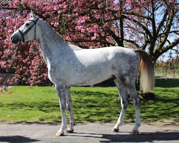 horse Colway (Holsteiner, 2022, from Colman)
