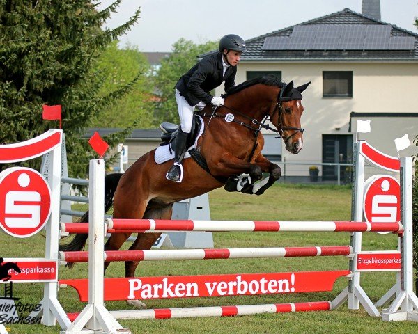 Springpferd Fridolin 445 (Trakehner, 2019, von Kentucky) Springpferd Fridolin 445 (Trakehner, 2019, von Kentucky)