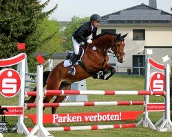 jumper Fridolin 445 (Trakehner, 2019, from Kentucky)